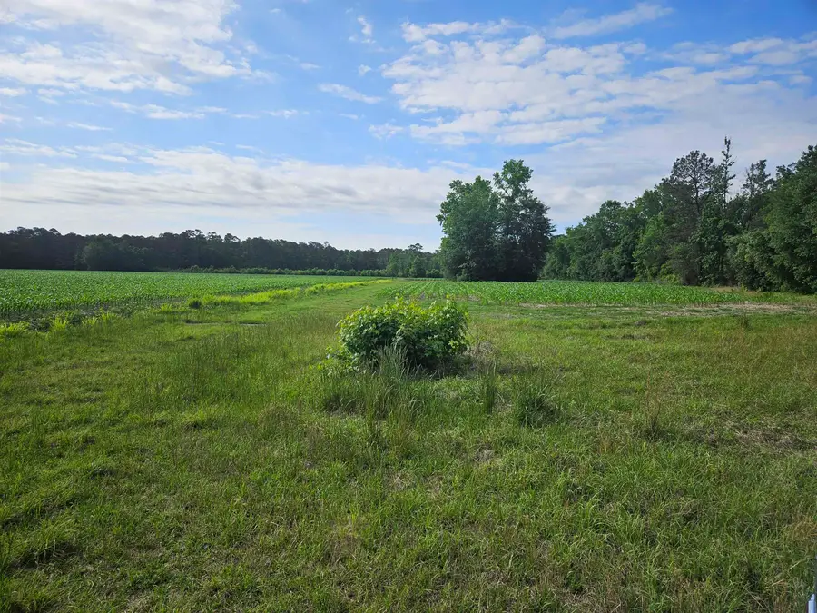 74.03ac Highway 917, Nichols, SC 29581 - #2