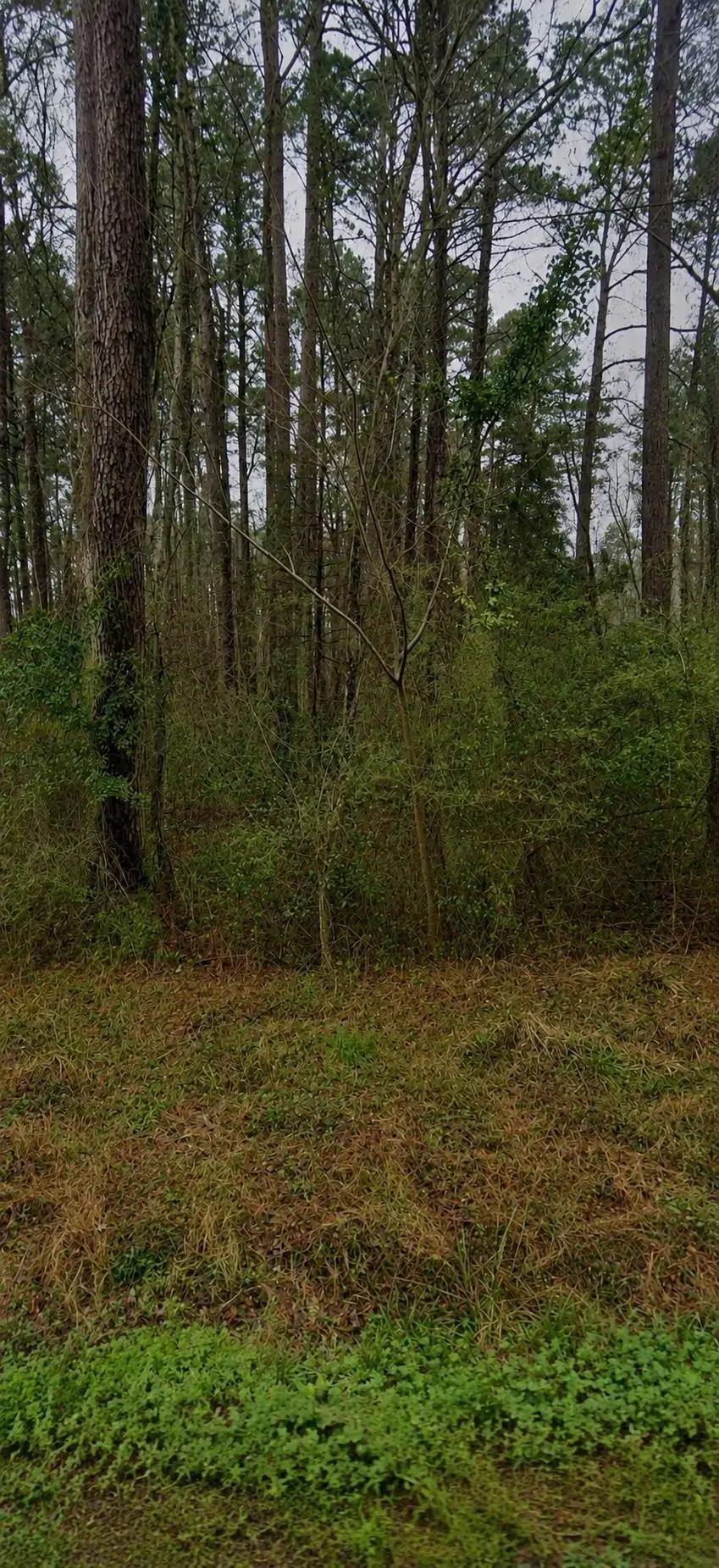TBD Sing Ave., Conway, SC 29527 - #2