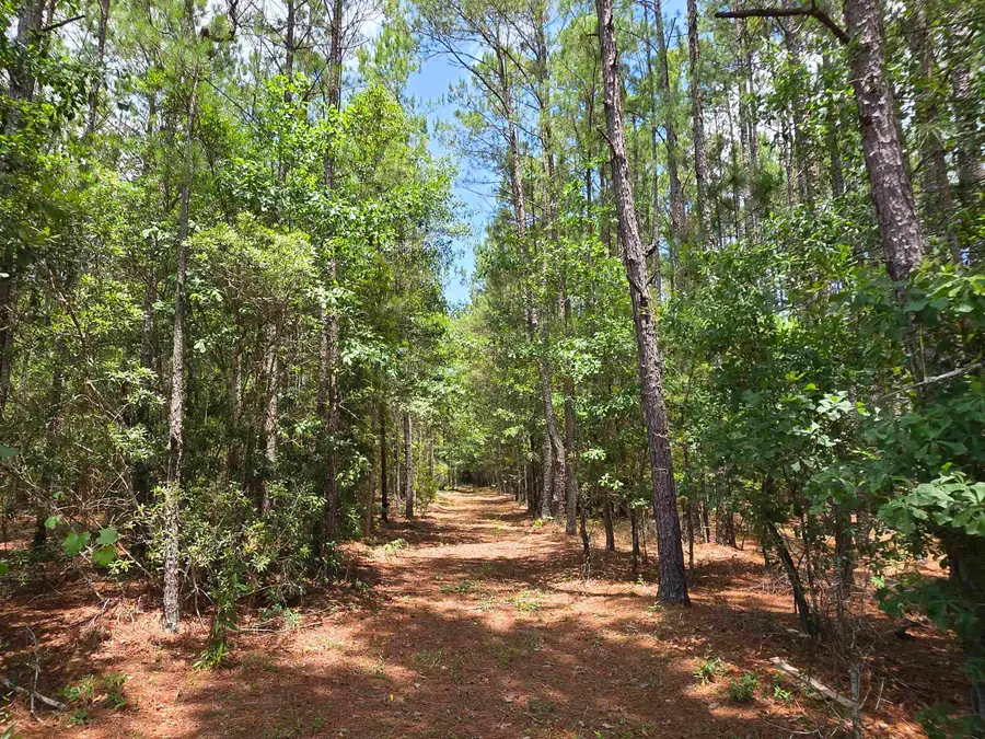 3435 Highway 430, Nichols, SC 29581 - #2