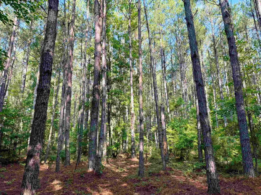 101.49 Acres - Epps Rd., New Zion, SC 29111 - #2
