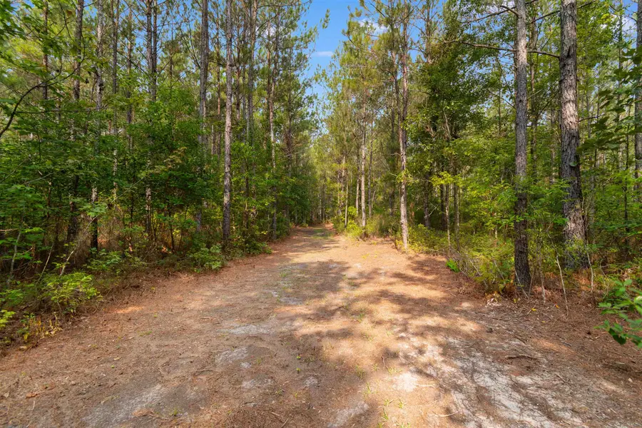155.81 Acres - Roper Woods Rd., Lake City, SC 29560 - #2