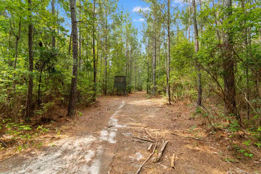 155.81 Acres - Roper Woods Rd., Lake City, SC 29560 - #3