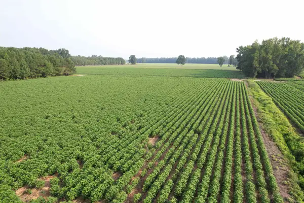 81.30 Acres - Blackberry Rd., Johnsonville, SC 29555