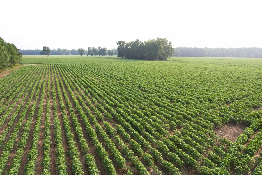 81.30 Acres - Blackberry Rd., Johnsonville, SC 29555 - #3
