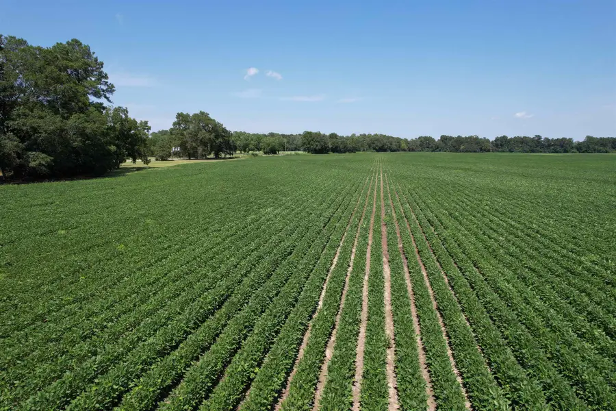 Lot 5 - Buck Strong Rd, Kingstree, SC 29556 - #2