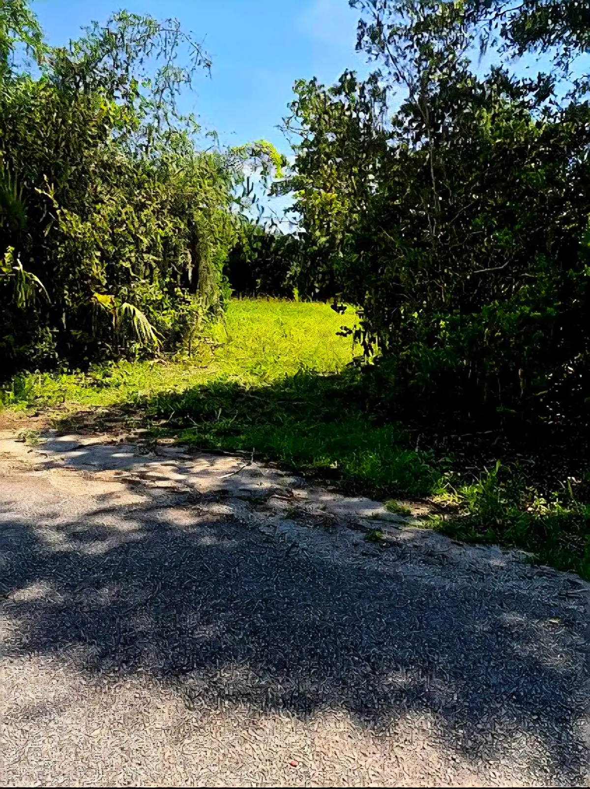 tbd Watson Way, Pawleys Island, SC 29585 - #1