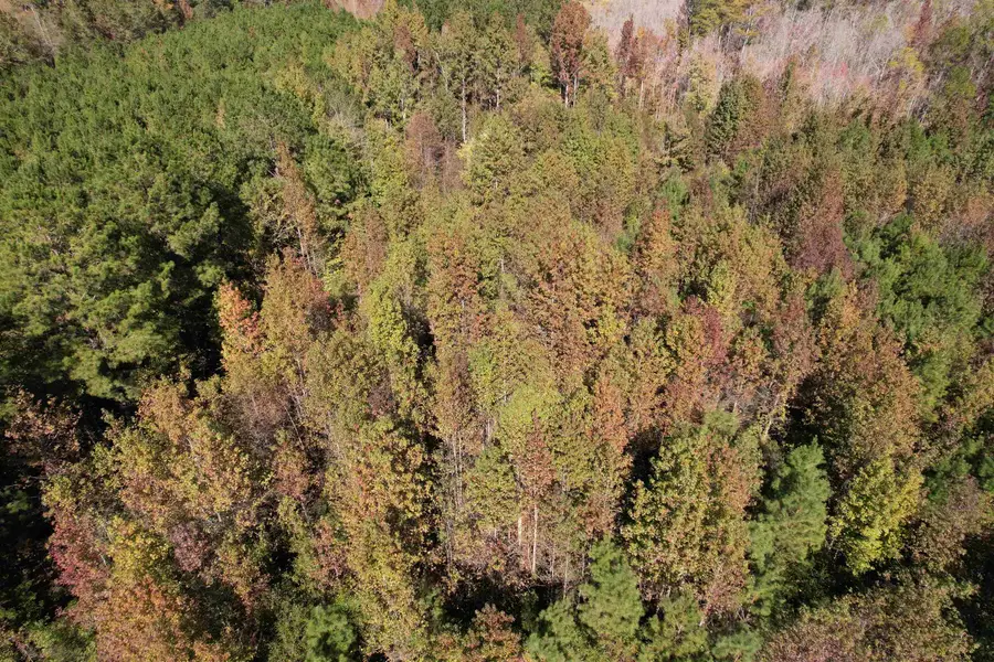 4.72 Acres - Farmington Rd, Gable, SC 29051 - #2