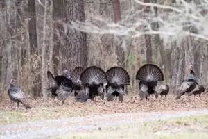 0 Sandy Pines Road, Dorchester, SC 29437 - Image #3