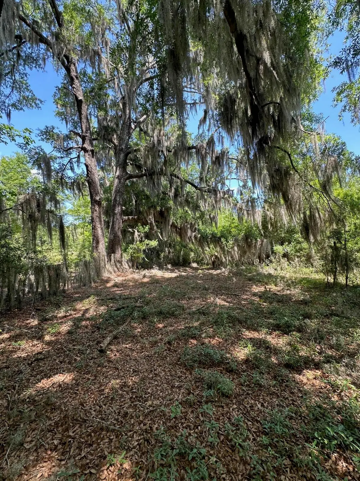 0 Willtown Road, Hollywood, SC 29449 - #1