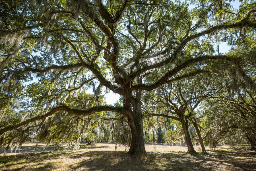 2 Mauricena Road, Georgetown, SC 29440 - #3