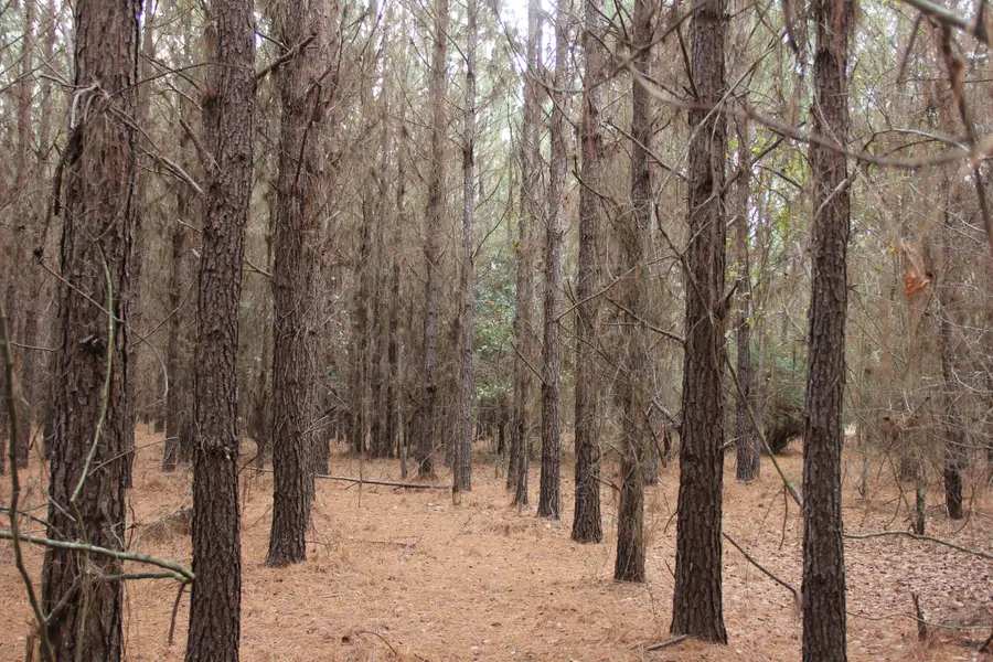 00 Raymond Rd Road, Orangeburg, SC 29118 - #2