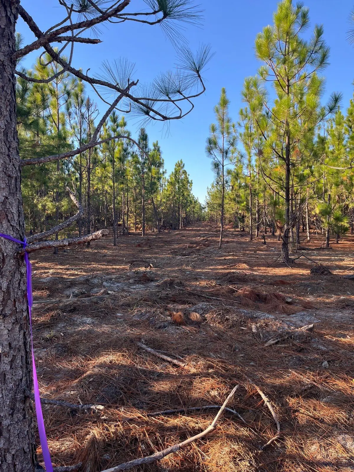 Ppf 14 Payne Pond Road #Ppf 14, Westville, SC 29175 - #1