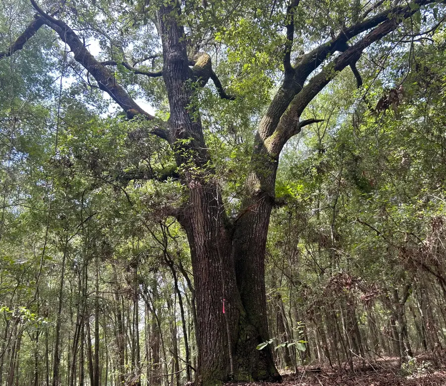 6 Francis Marion Boulevard, Summerton, SC 29148 - #2