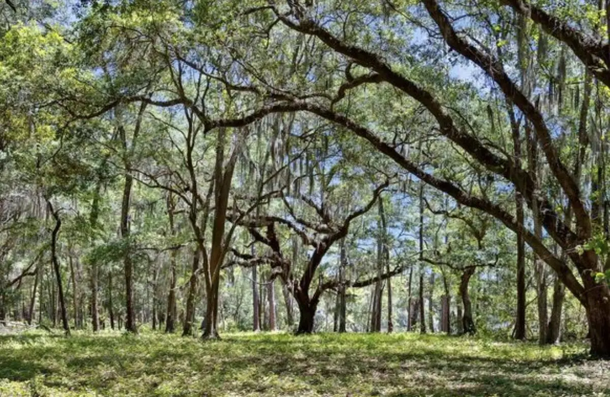 7767 Chaplin Garden Lane, Edisto Island, SC 29438 - #1