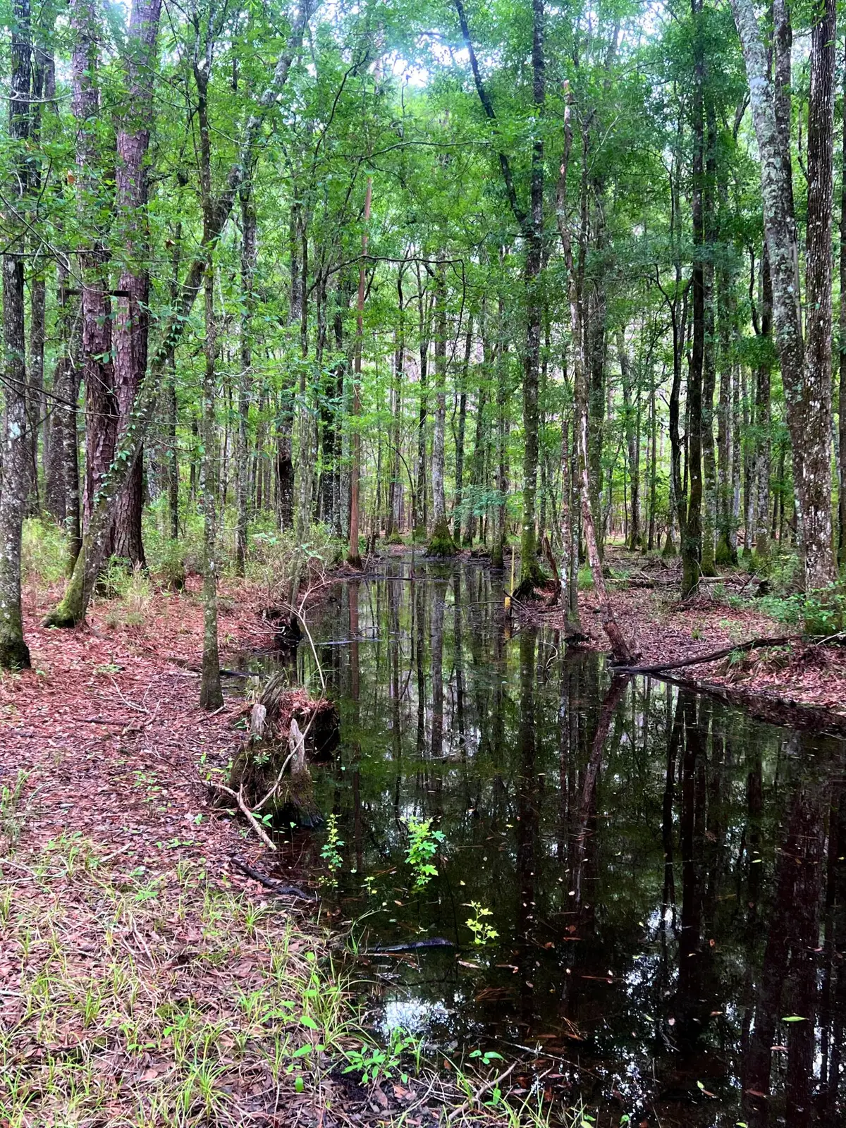 2150 Hughes Drive, Cottageville, SC 29435 - #1