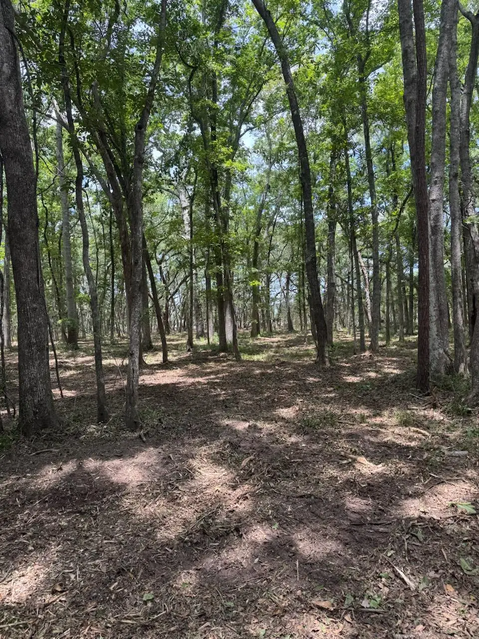 00 Beagle Club Road, Meggett, SC 29449 - #1