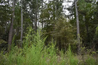 Tbd Augusta Lane, Andrews, SC 29510