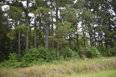 Tbd Burgess Road, Greeleyville, SC 29056