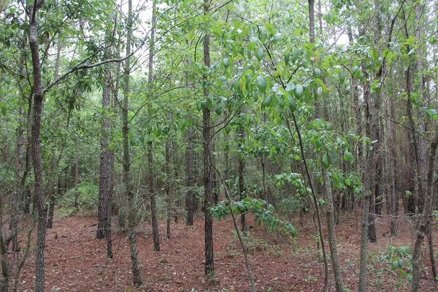 0 Stacey Bridge, Orangeburg, SC 29118 - #3