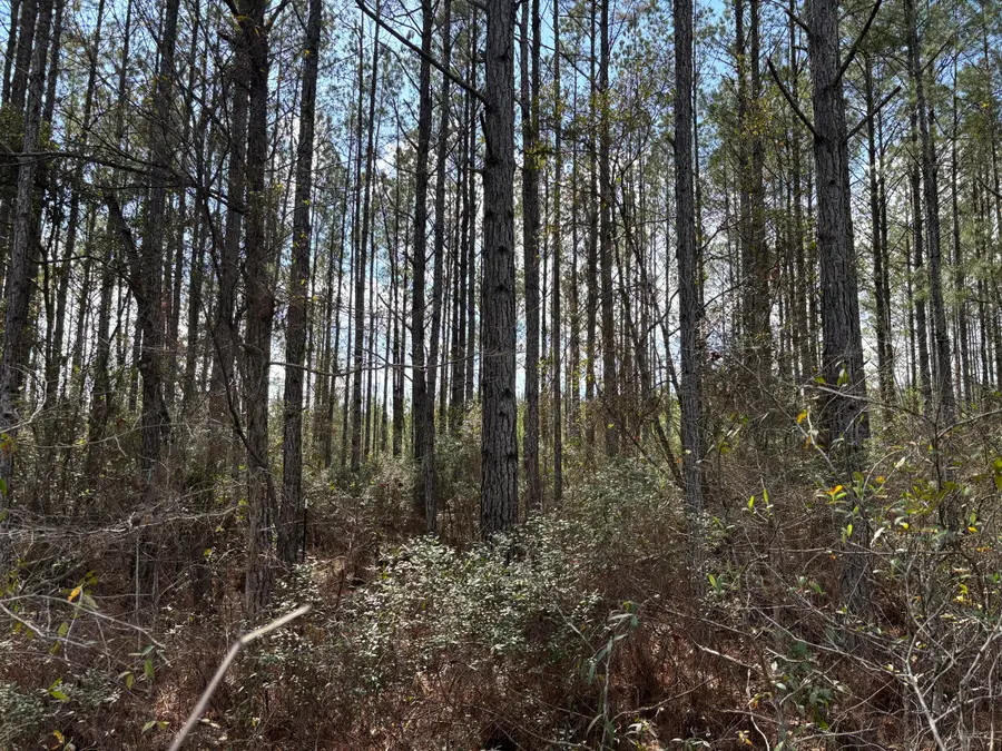 Tbd Red Oak Road, Cottageville, SC 29435 - #2