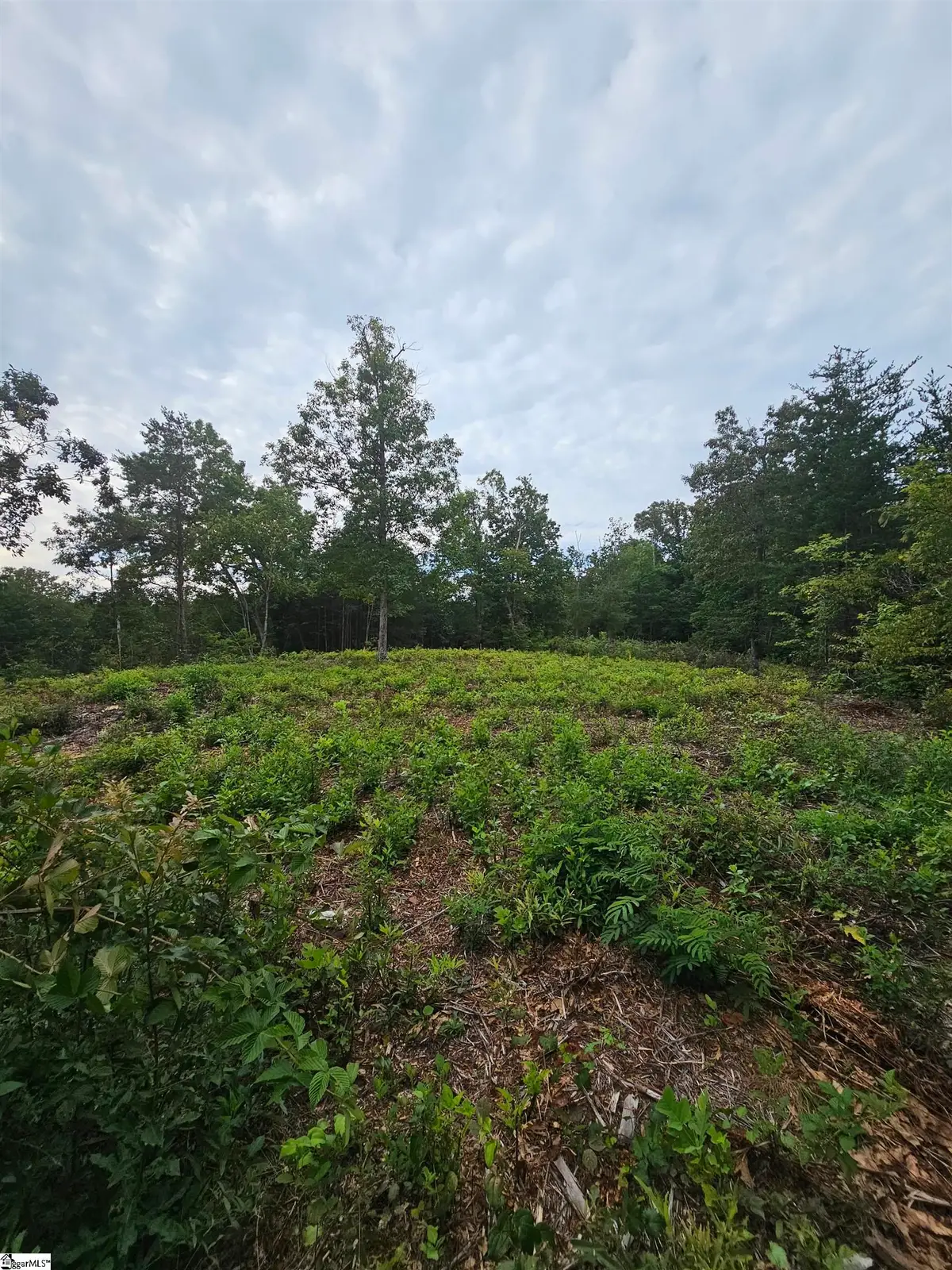 1142 Belue Mill Road, Landrum, SC 29356 - #1