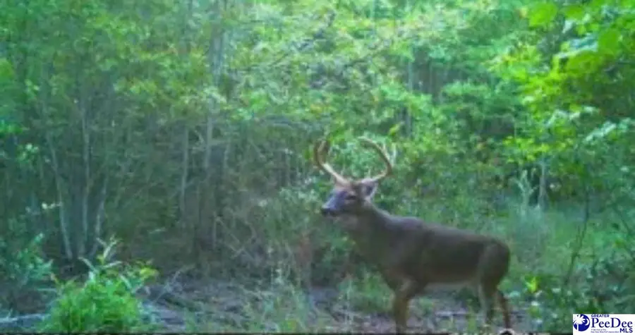 1400 Kelley Rd, Olanta, SC 29114 - Image #2