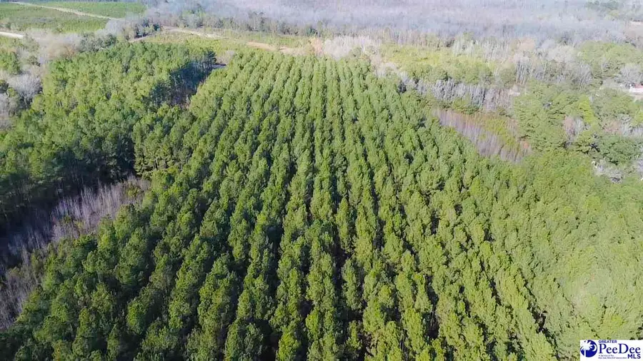 9214 Kingstree Highway, Greeleyville, SC 29056 - Image #3