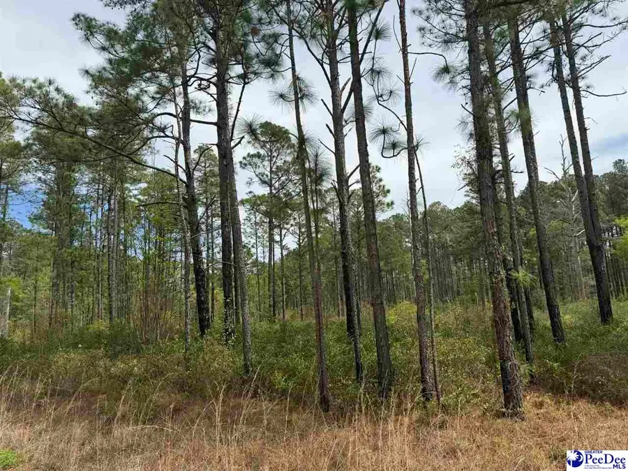 TBD Twilight Drive, Dillon, SC 29536 - #3