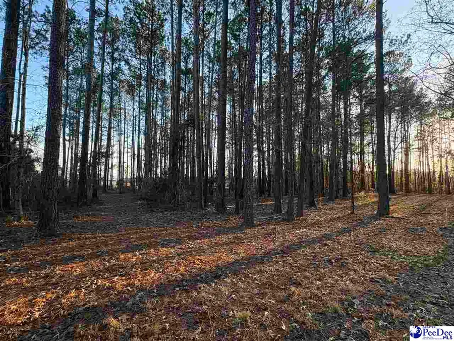 1325 Cubie Rd., Effingham, SC 29541 - #3