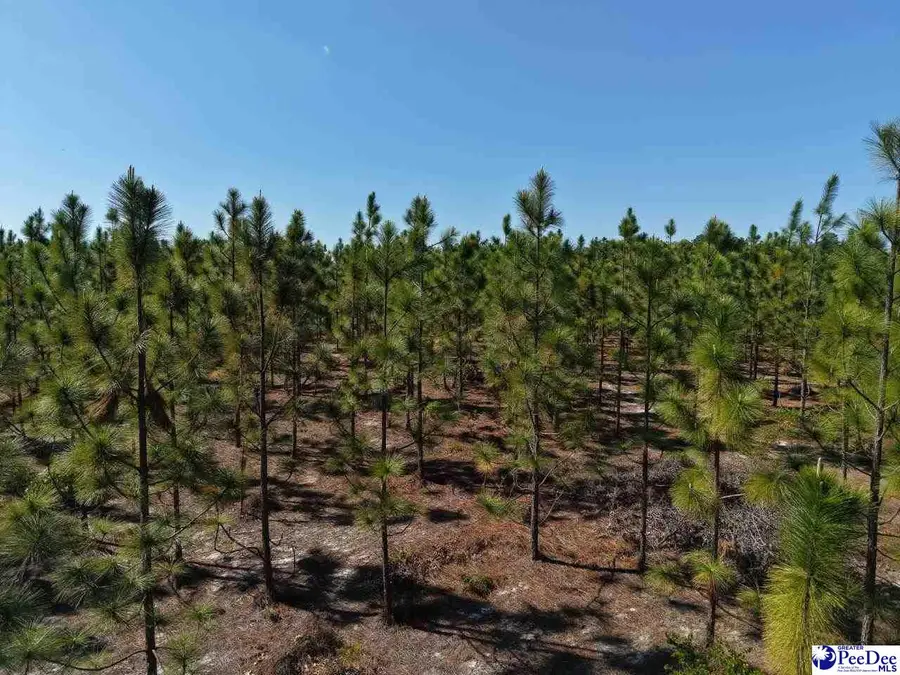 Mt. Olivet Church Rd, Patrick, SC 29584 - #3