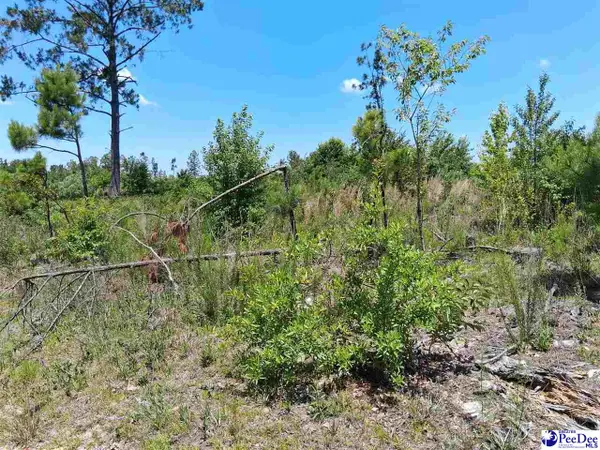 1767 Short Road, Wallace, SC 29596