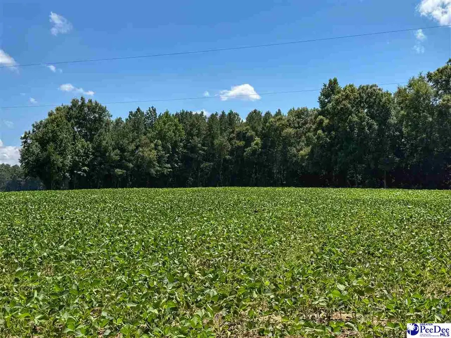 TBD Oven Bottom Road, Nichols, SC 29581 - #3