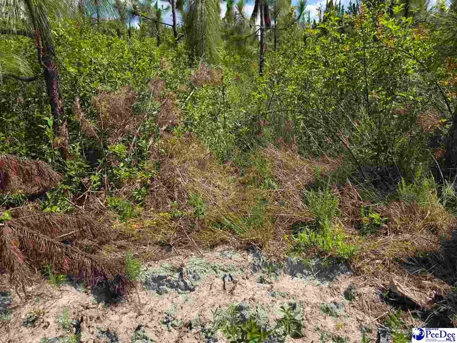 000000 Hillian Edwards Road, Cheraw, SC 29520 - #3
