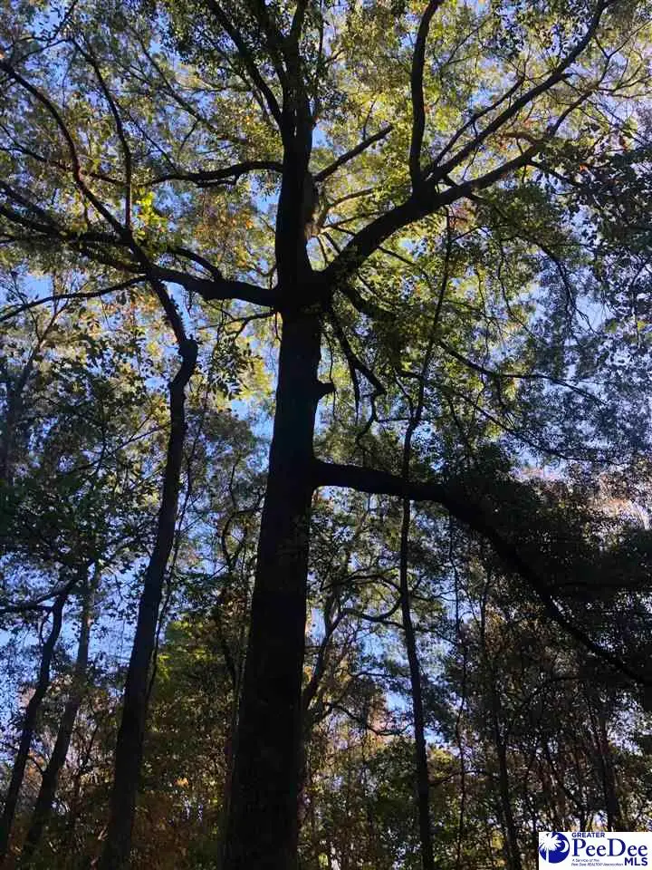 TBD Pineview St, Darlington, SC 29532 - #2