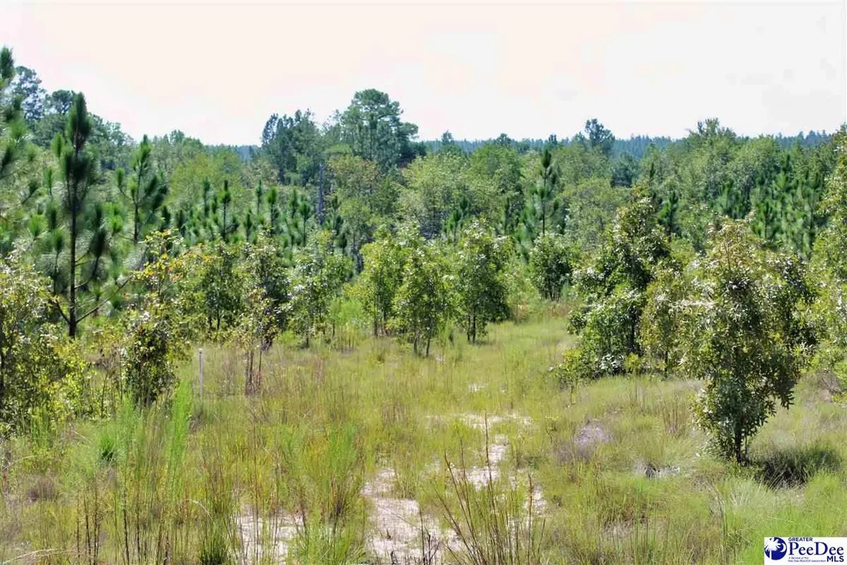 Wire Road 3, Patrick, SC 29584 - #1
