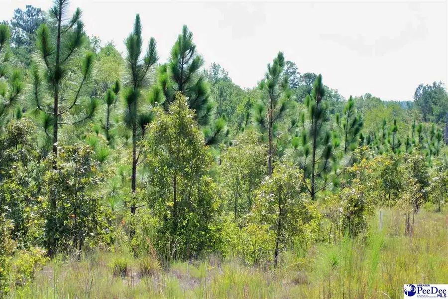 Wire Road 3, Patrick, SC 29584 - #3