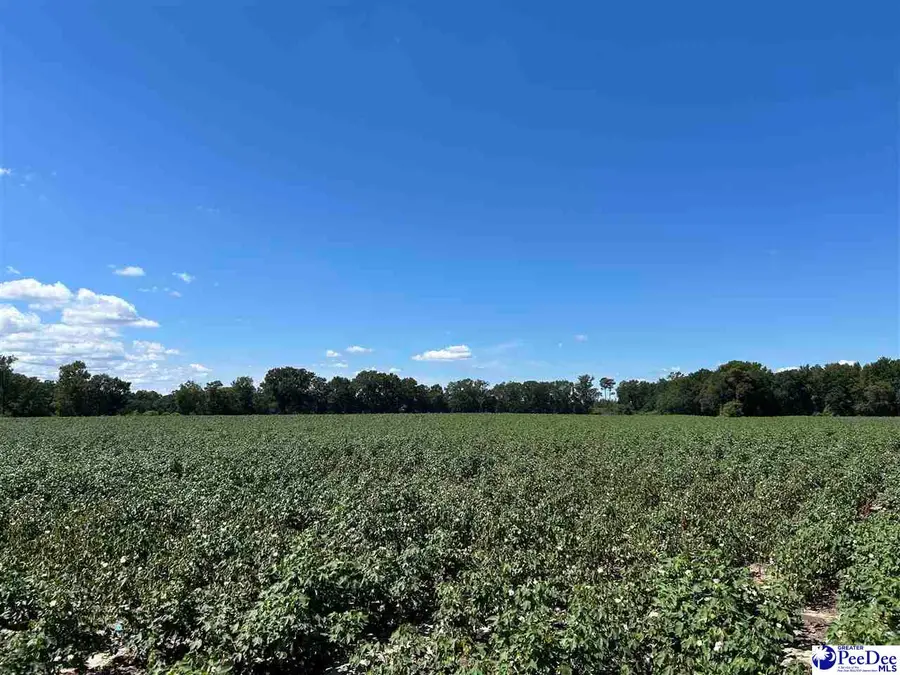 TBD Harlees Bridge Road, Dillon, SC 29536 - #2
