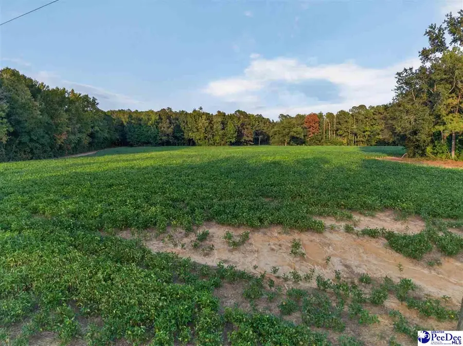 TBD Lum Vereen Rd. (tract-2c), Nichols, SC 29581 - #3