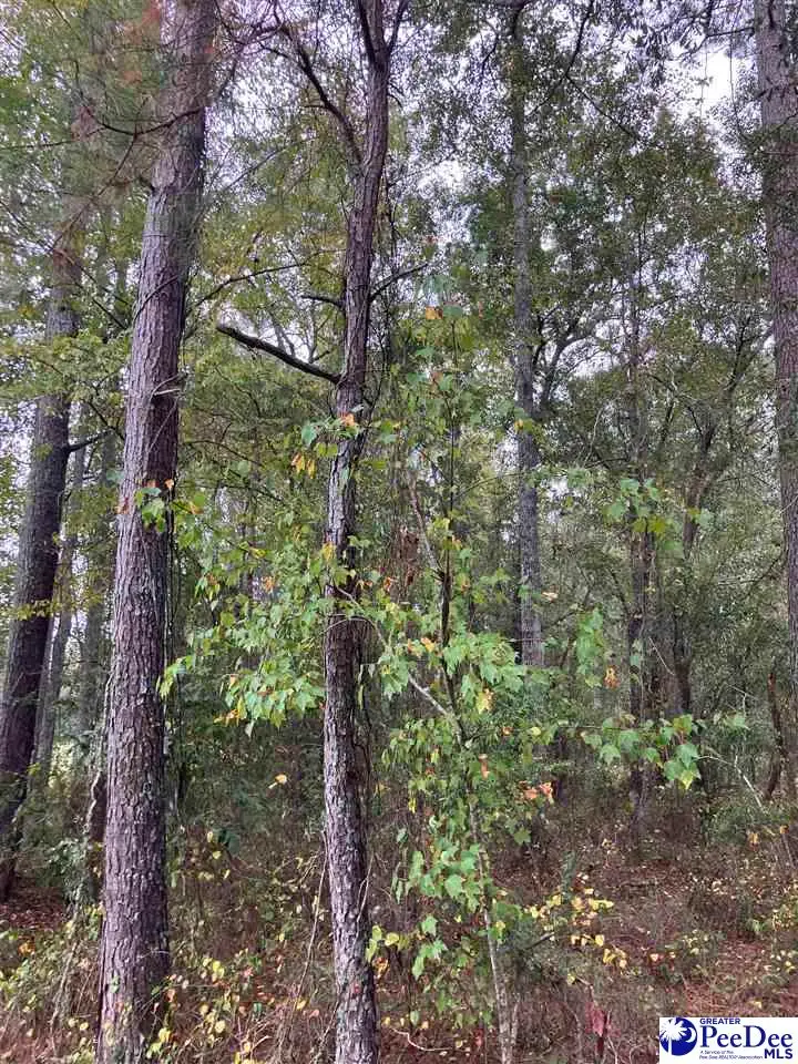 TBD Ruth Ct, Mullins, SC 29574 - #2