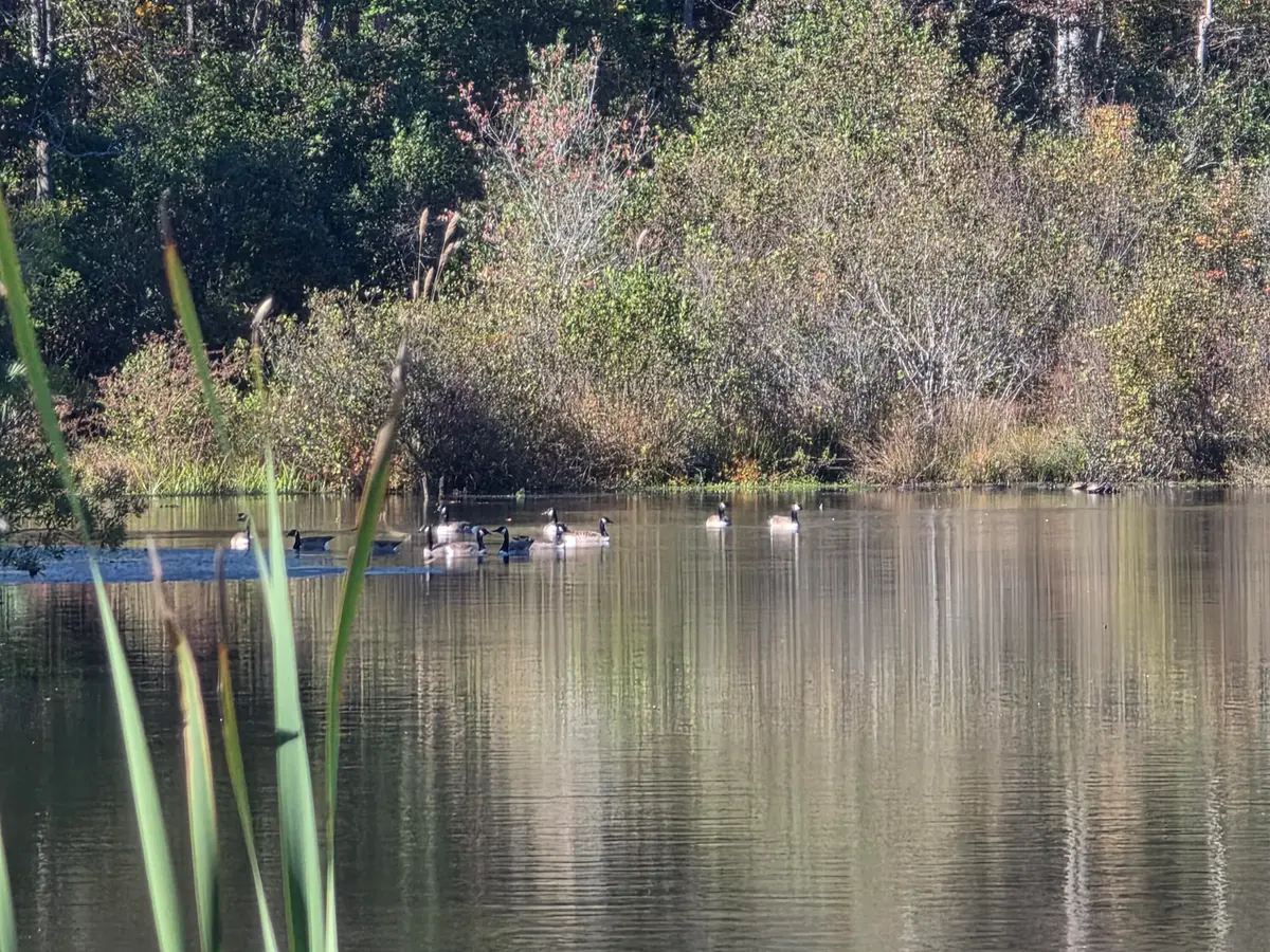 3644 Lake Marston Drive, Orangeburg, SC 29118 - #1