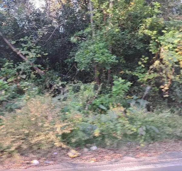 S-38-121 Hampton Street, Elloree, SC 29047 - Image #2