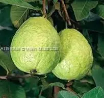 15000 SW 256 St., Homestead, FL 33032 - Image #3