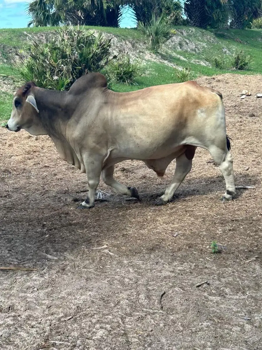 NW 72 Ave, Okeechobee, FL 34972 - #1