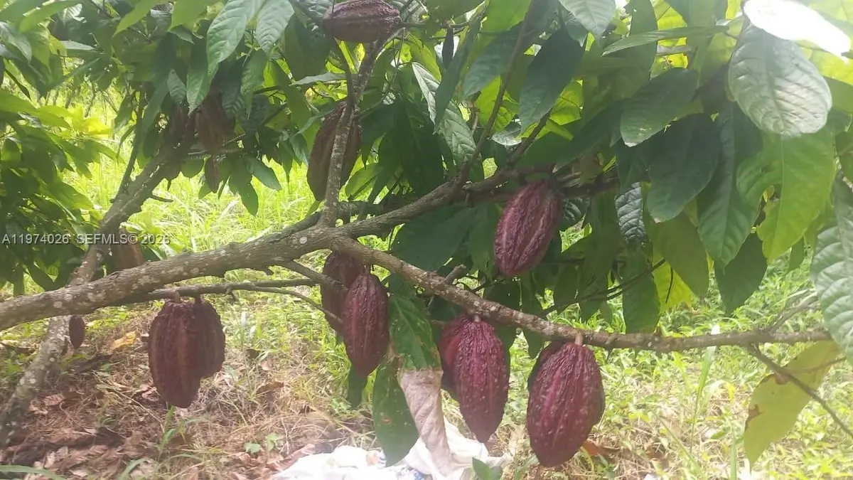 KM 40 Via Naranjal-guayas, Grant, OS  - #1