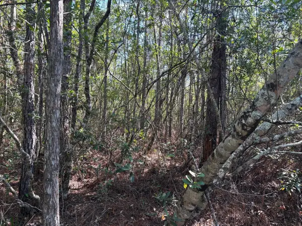 0 Holopaw Groves Road, ,, FL 34772