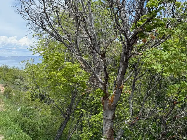 1517 S Mahogany Dr #B18, Garden City, UT 84028 - #1