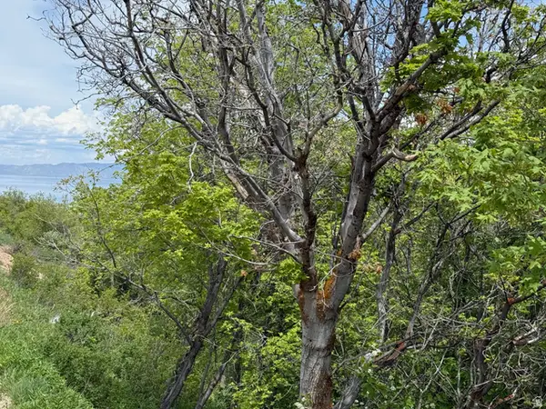 1517 S Mahogany Dr #B18, Garden City, UT 84028