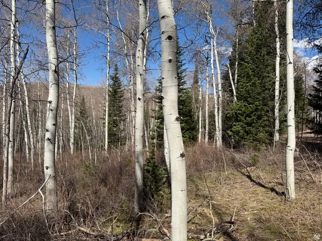 5209 White Pine Cir #545, Oakley, UT 84055 - #2