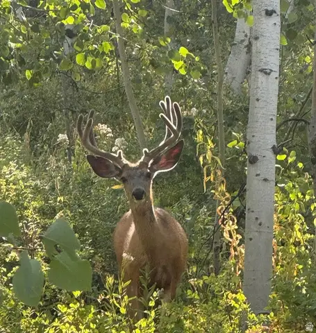 5762 Aspen Way #20, Huntsville, UT 84317 - #1