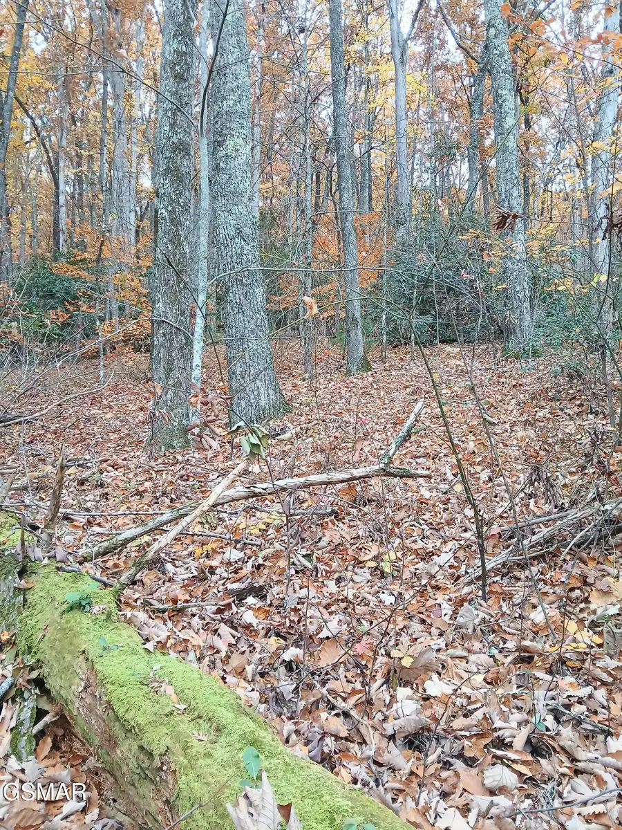 Lot 3 Rocky Ridge Road, Cosby, TN 37722 - Image #3